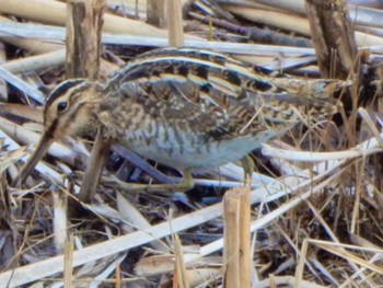 Common Snipe 金井遊水地(金井遊水池) Sat, 3/2/2024