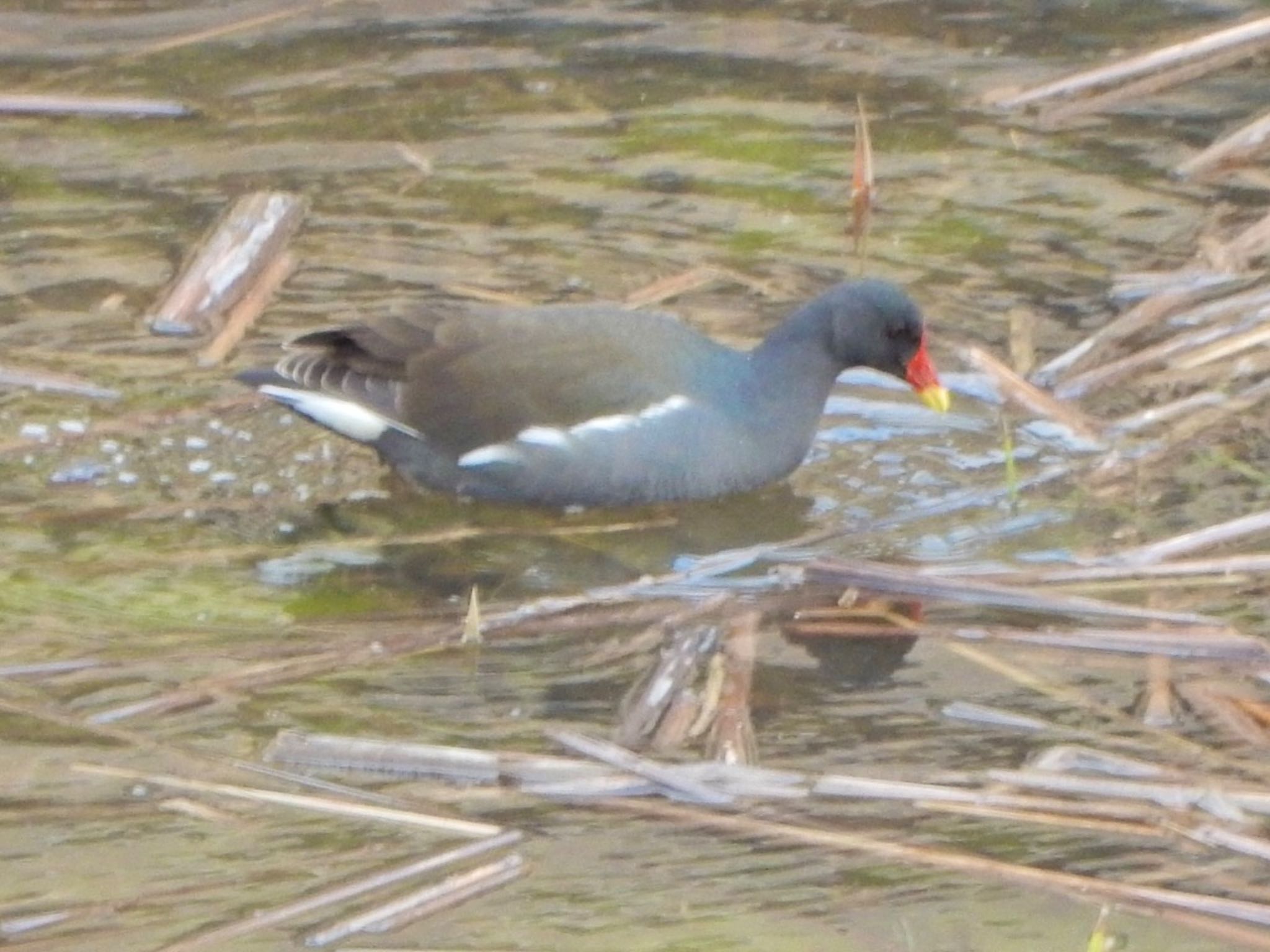 Common Moorhen