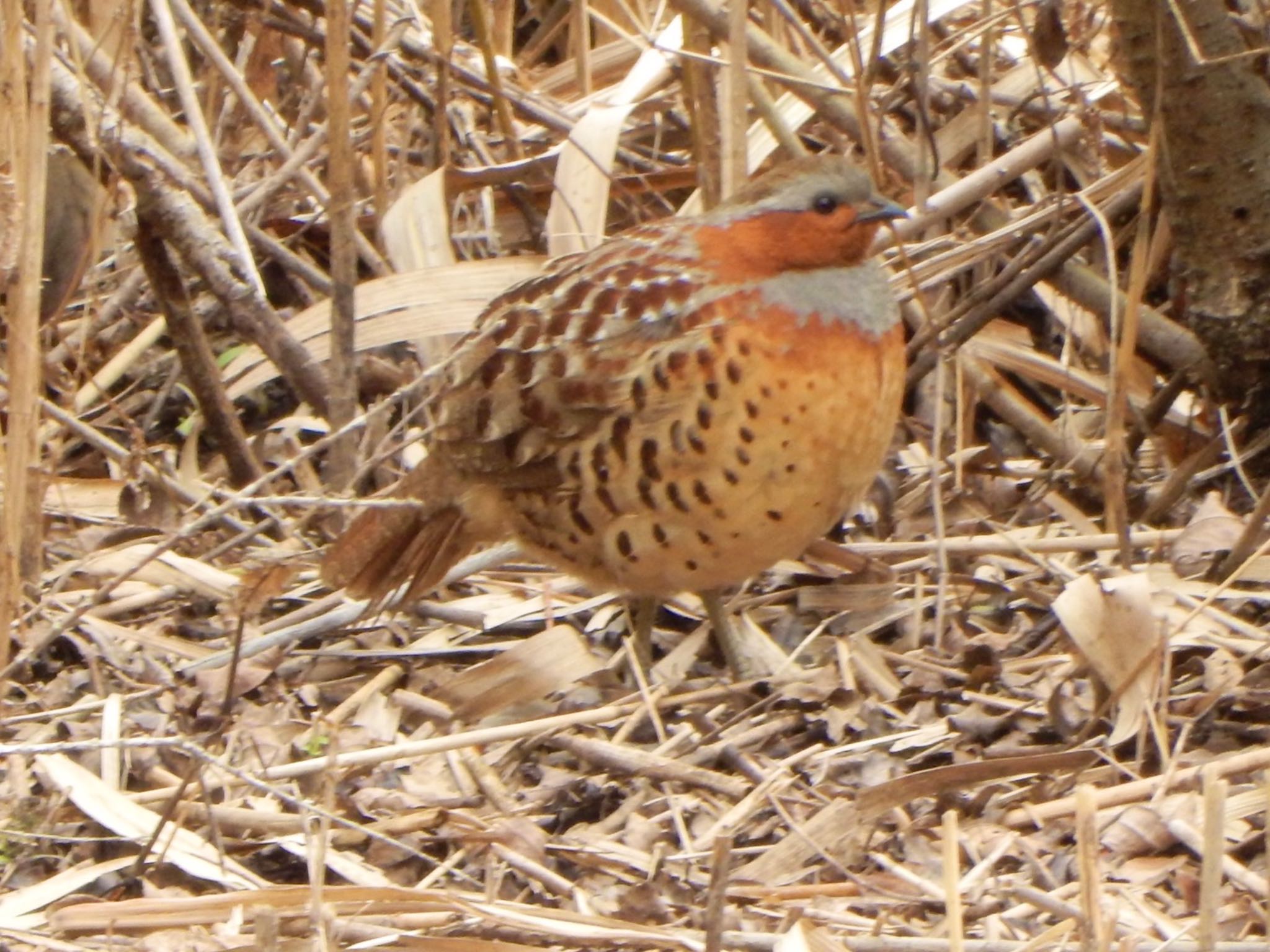 Chinese Bamboo Partridge