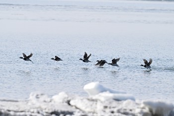 Long-tailed Duck 道東 Sat, 2/17/2024