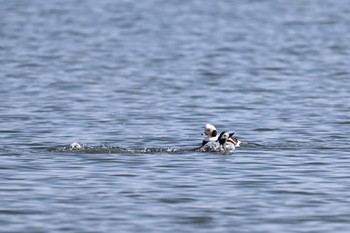 Long-tailed Duck 道東 Sat, 2/17/2024