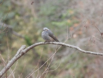 Brown-eared Bulbul Maioka Park Tue, 1/2/2024