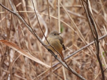 Daurian Redstart Maioka Park Tue, 1/2/2024