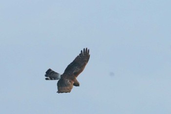 Hen Harrier 涸沼 Tue, 2/20/2024