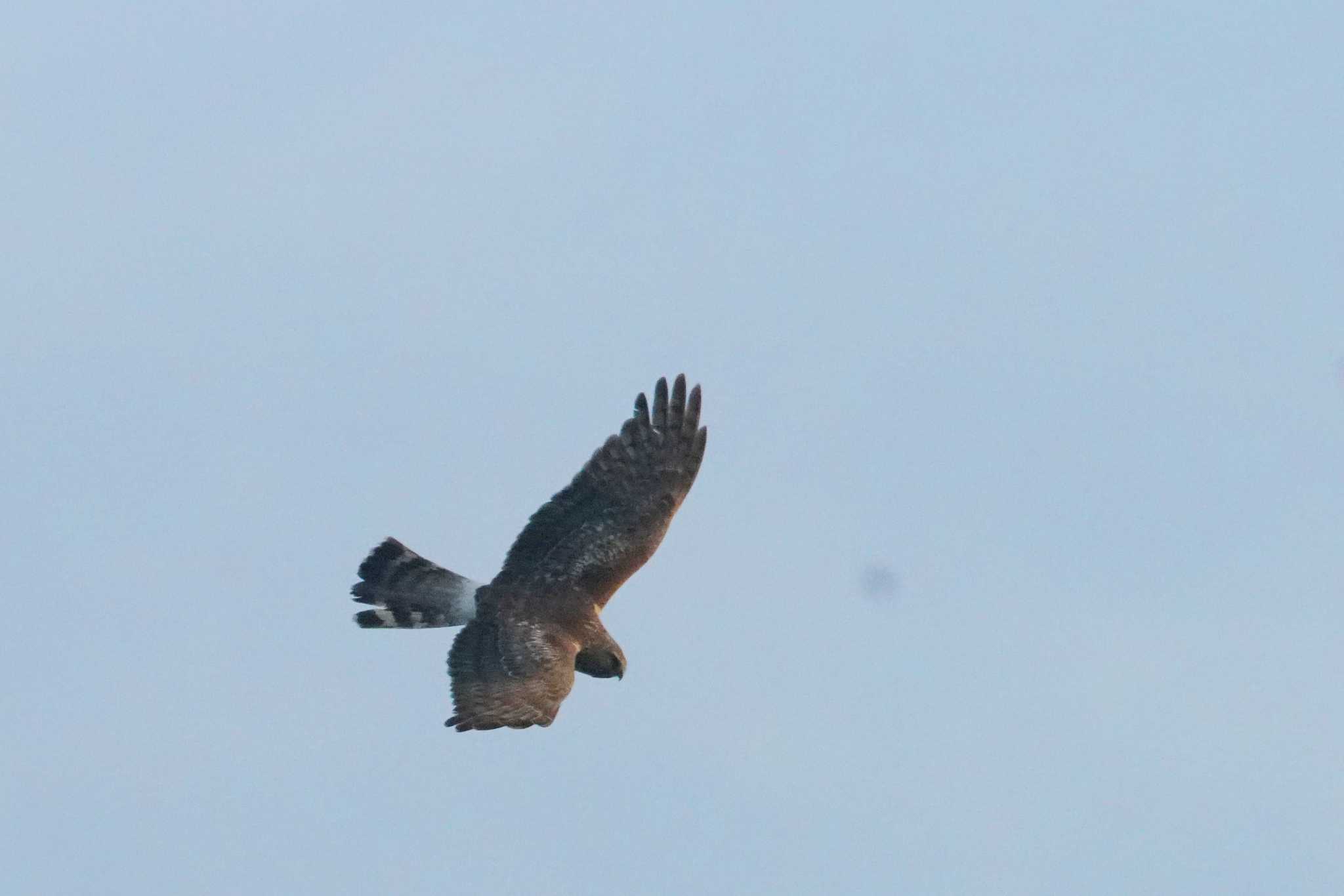 Photo of Hen Harrier at 涸沼 by bea