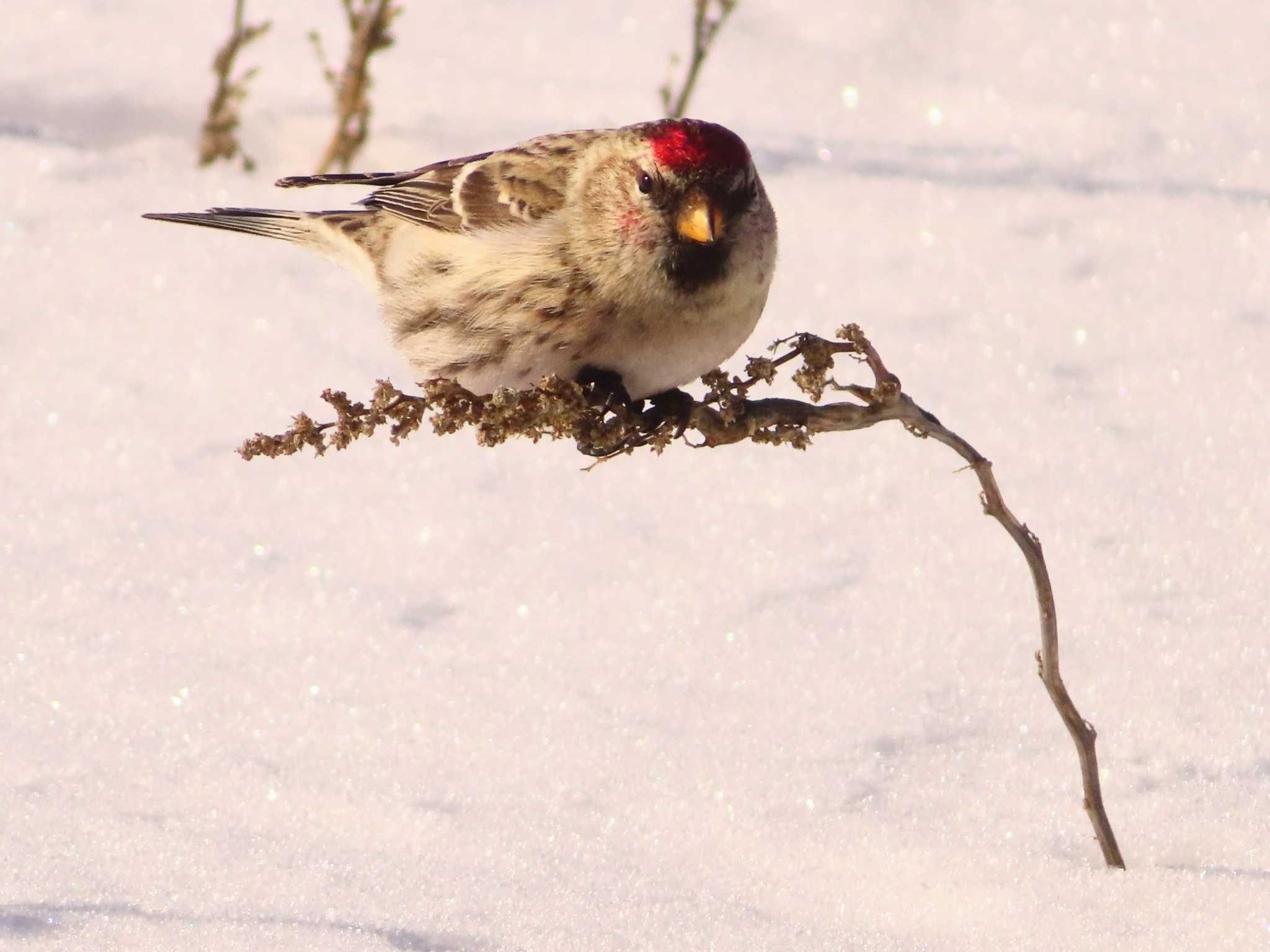 Photo of Common Redpoll at 鵡川河口 by ゆ