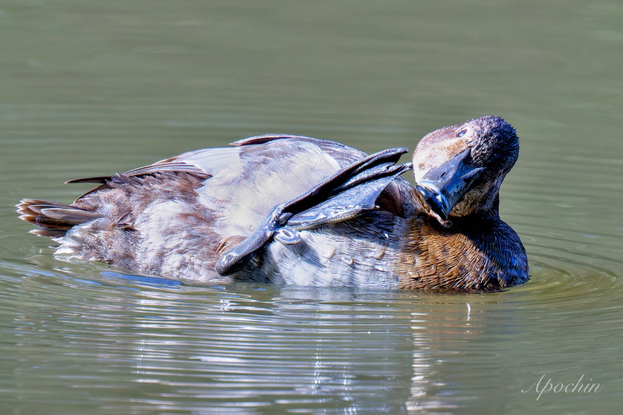 Photo of Common Pochard at Shinjuku Gyoen National Garden by アポちん