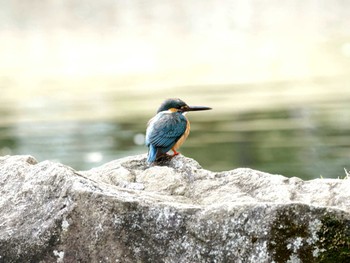 カワセミ 都立猿江恩賜公園 2024年3月2日(土)