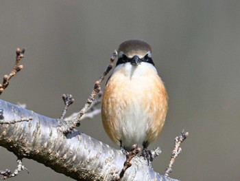 2024年3月2日(土) 馬見丘陵公園の野鳥観察記録