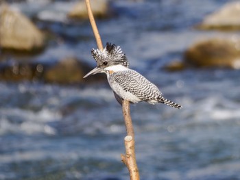 Crested Kingfisher 菊池川白石堰河川公園 Sat, 3/2/2024