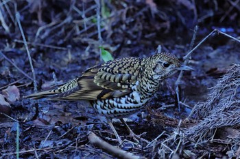 White's Thrush 各務野自然遺産の森 Tue, 2/27/2024