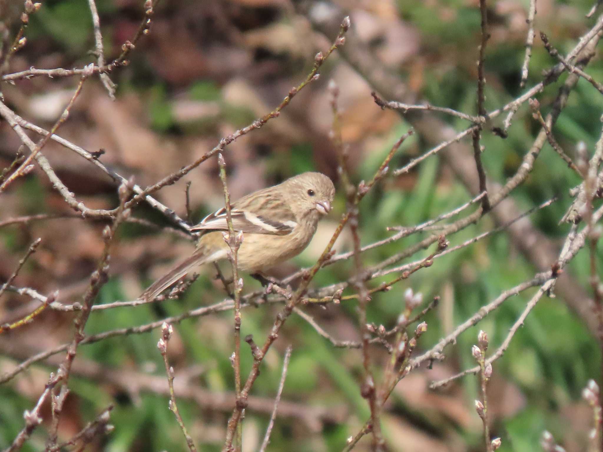 Siberian Long-tailed Rosefinch