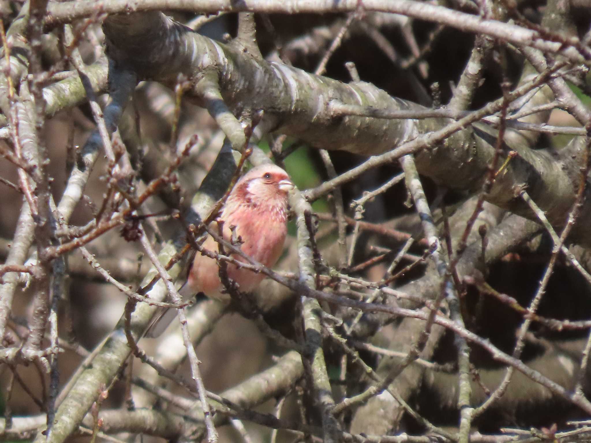 Siberian Long-tailed Rosefinch