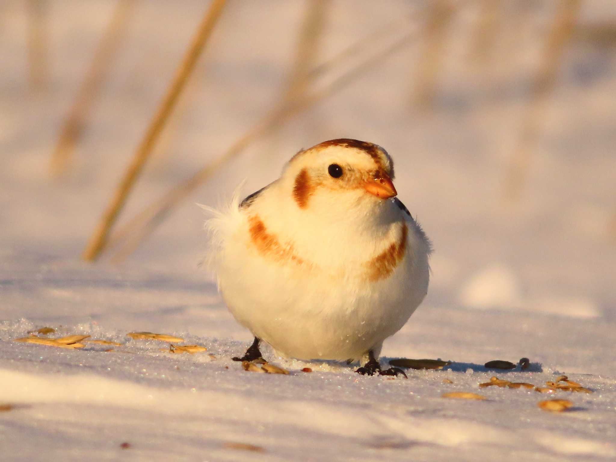 Snow Bunting