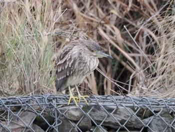 Sat, 3/2/2024 Birding report at 境川遊水地公園