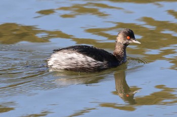 Black-necked Grebe Akashi Park Sun, 1/14/2024