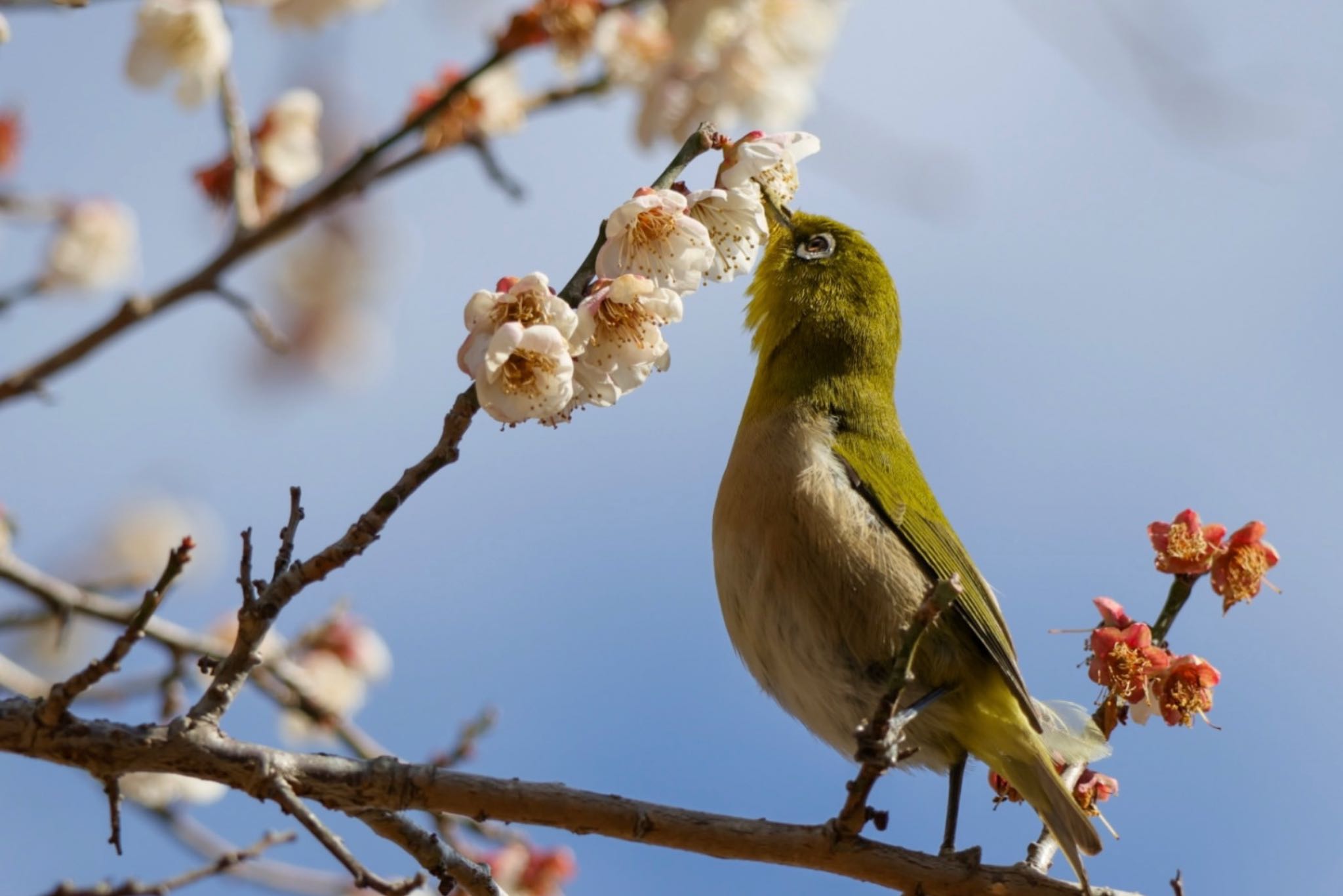 Photo of Warbling White-eye at  by Allium