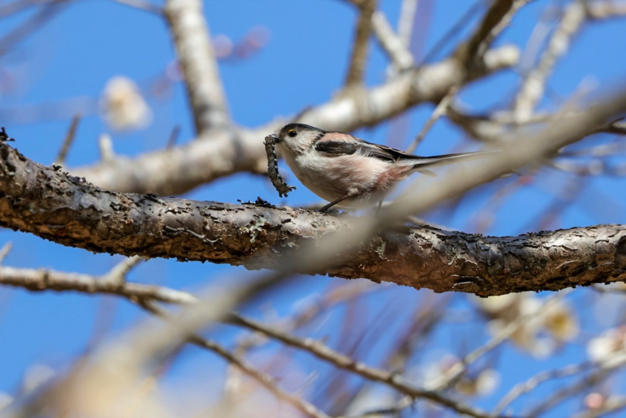 Photo of Long-tailed Tit at  by Allium