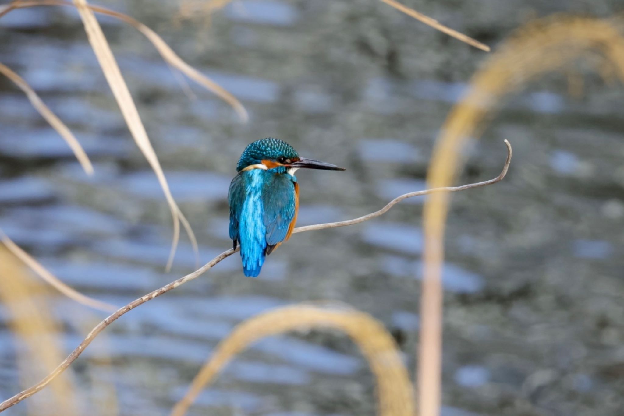 Photo of Common Kingfisher at  by Allium