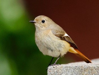 Daurian Redstart 各務野自然遺産の森 Tue, 2/27/2024