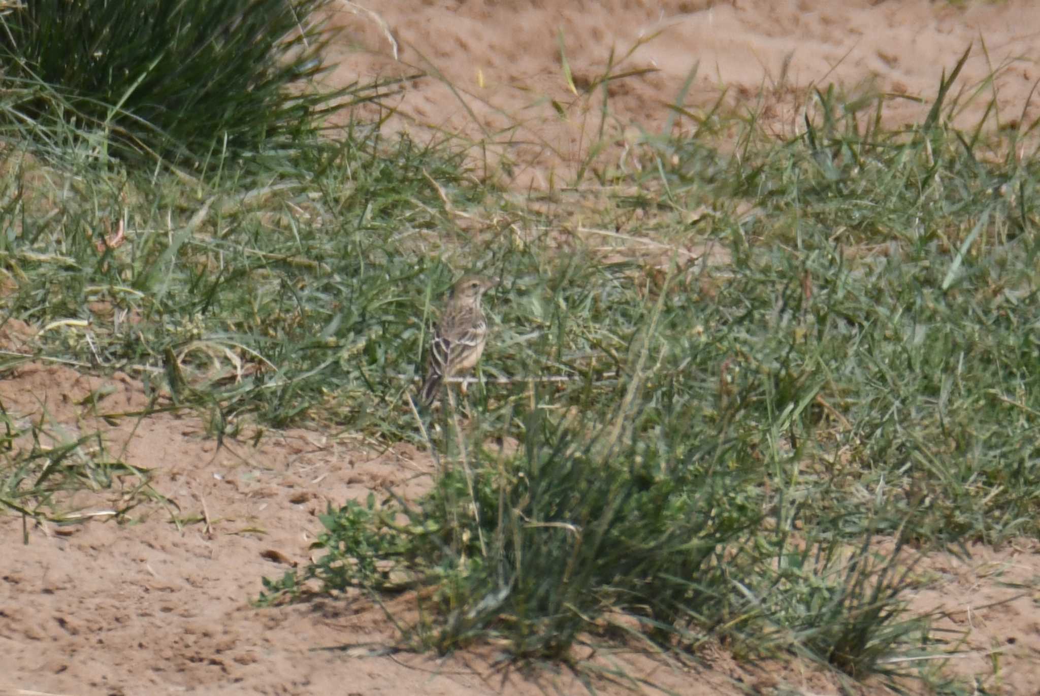 Water Pipit