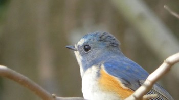 Sat, 3/2/2024 Birding report at 馬見丘陵公園