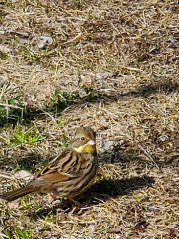 Masked Bunting Teganuma Sat, 3/2/2024