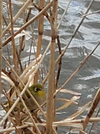 Warbling White-eye Teganuma Sat, 3/2/2024