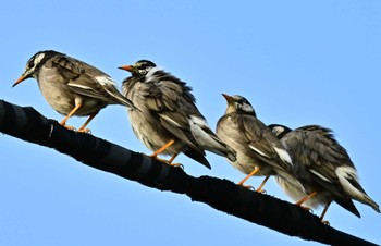 White-cheeked Starling Unknown Spots Sat, 1/27/2024