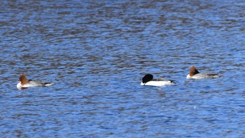 Common Merganser 小諸発電所第一調整池(杉の木貯水池)周辺 Sat, 3/2/2024