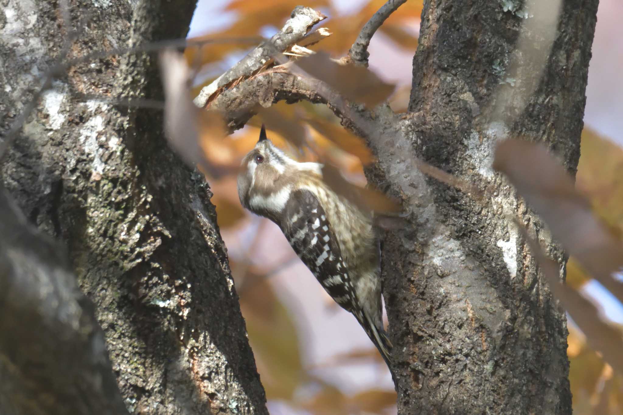 Japanese Pygmy Woodpecker