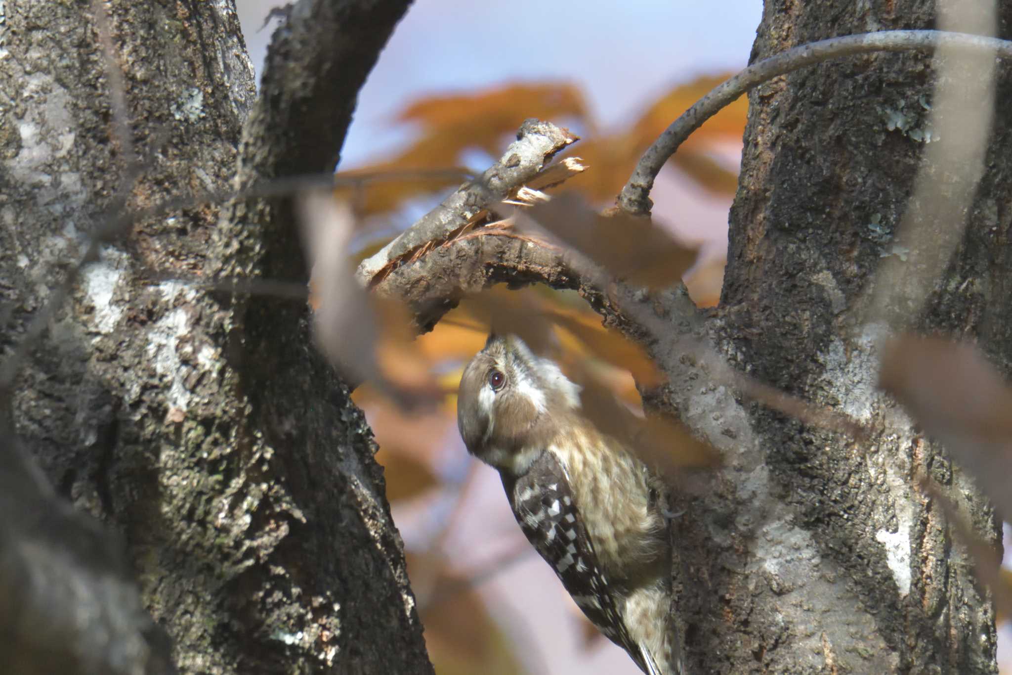 Japanese Pygmy Woodpecker