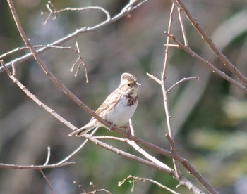 Rustic Bunting Akigase Park Sat, 3/2/2024