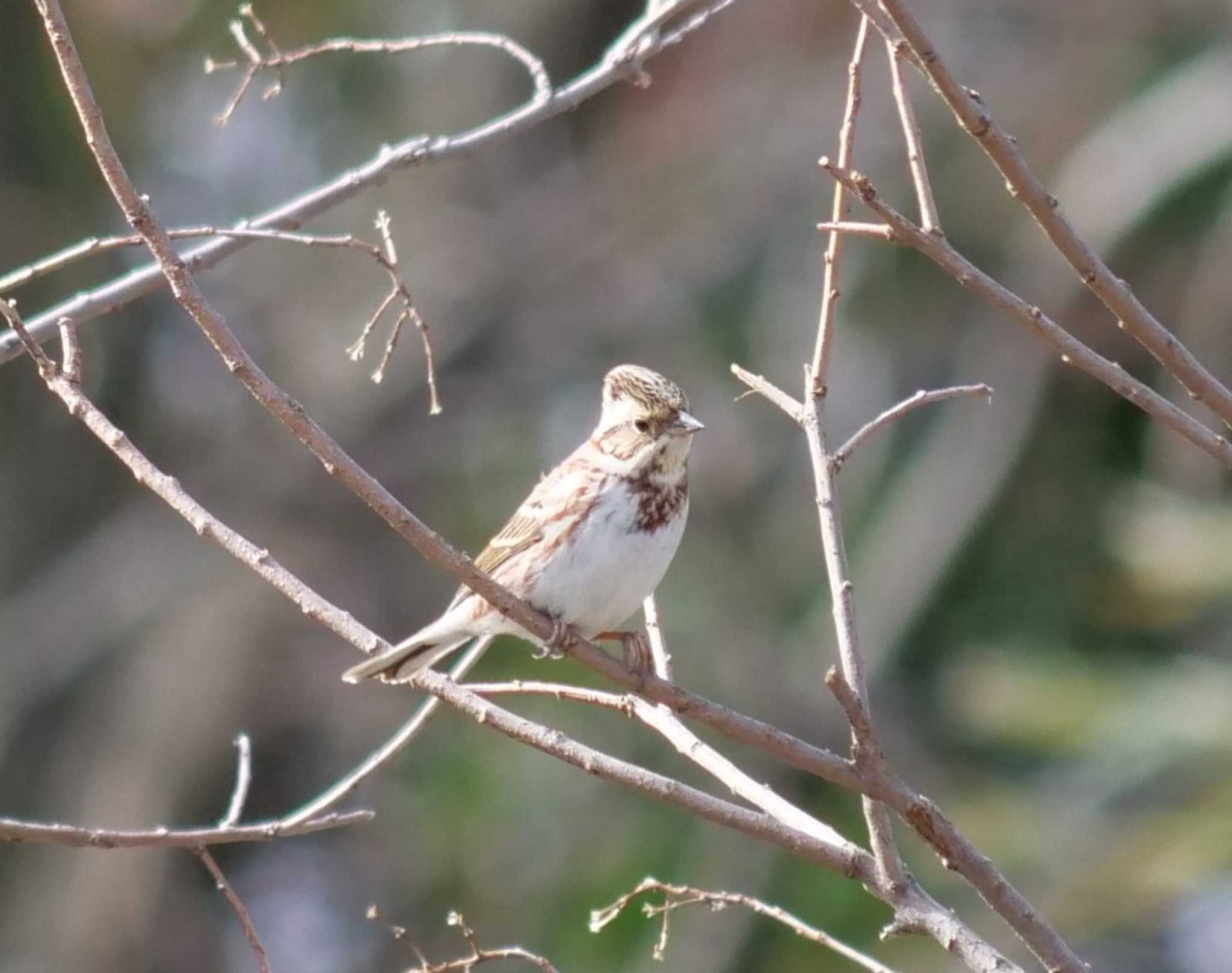 Rustic Bunting