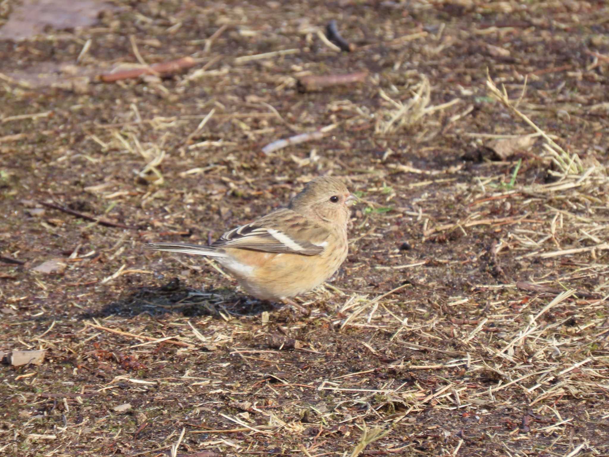 Siberian Long-tailed Rosefinch