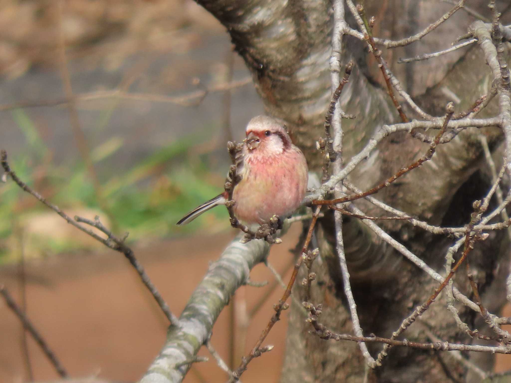 Siberian Long-tailed Rosefinch