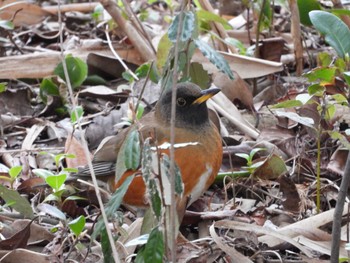 Sat, 3/2/2024 Birding report at Kasai Rinkai Park