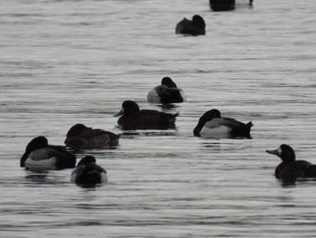 Greater Scaup Kasai Rinkai Park Sat, 3/2/2024