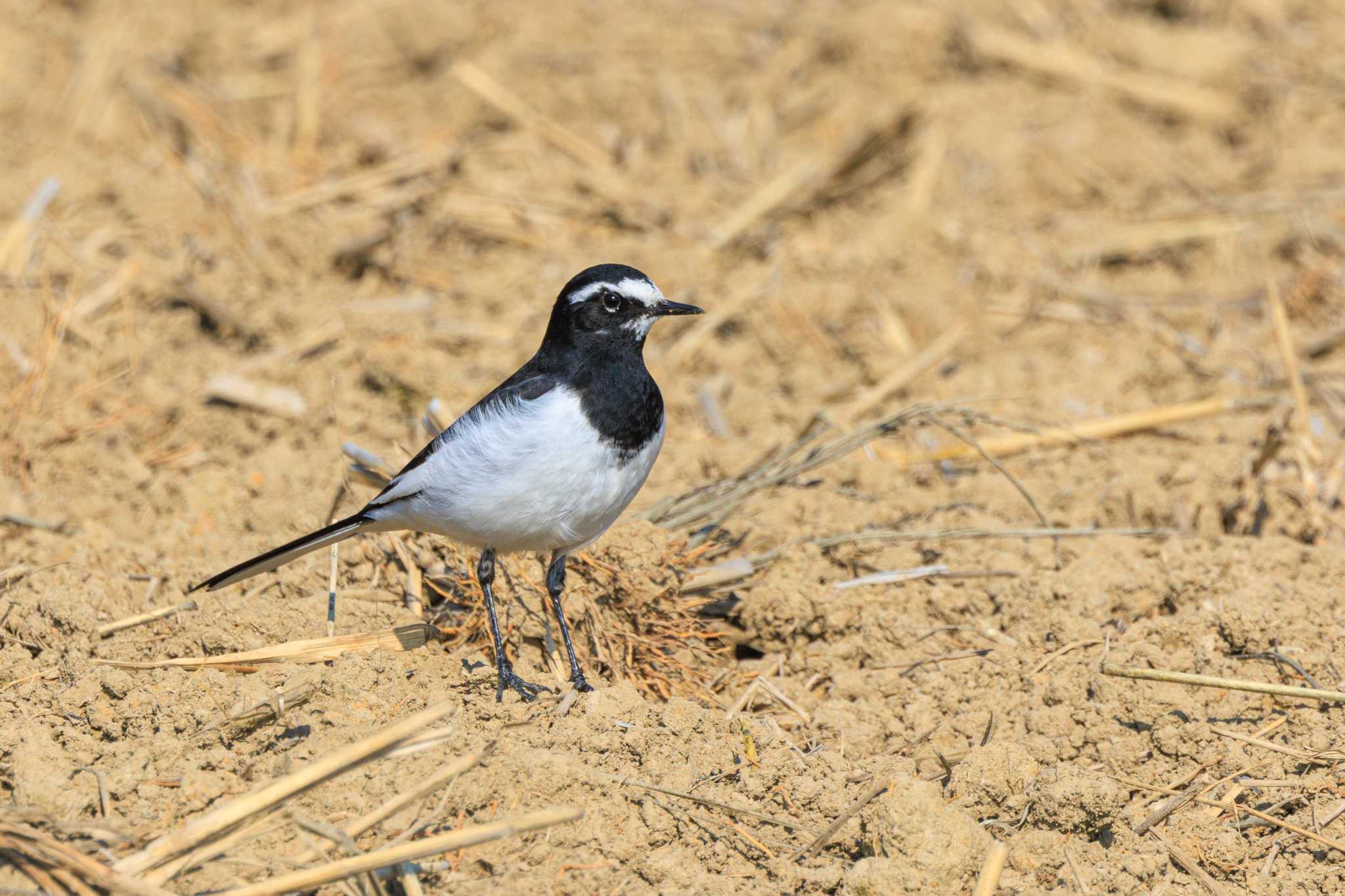 Photo of Japanese Wagtail at 溝ヶ沢池 by ときのたまお