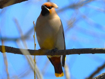 Bohemian Waxwing Asaba Biotope Sat, 3/2/2024