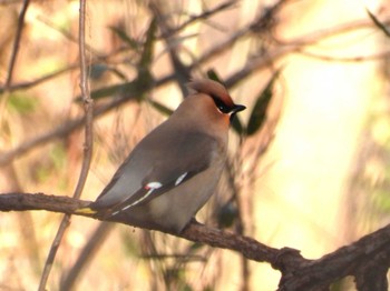 Bohemian Waxwing Asaba Biotope Sat, 3/2/2024