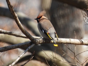 Bohemian Waxwing Asaba Biotope Sat, 3/2/2024