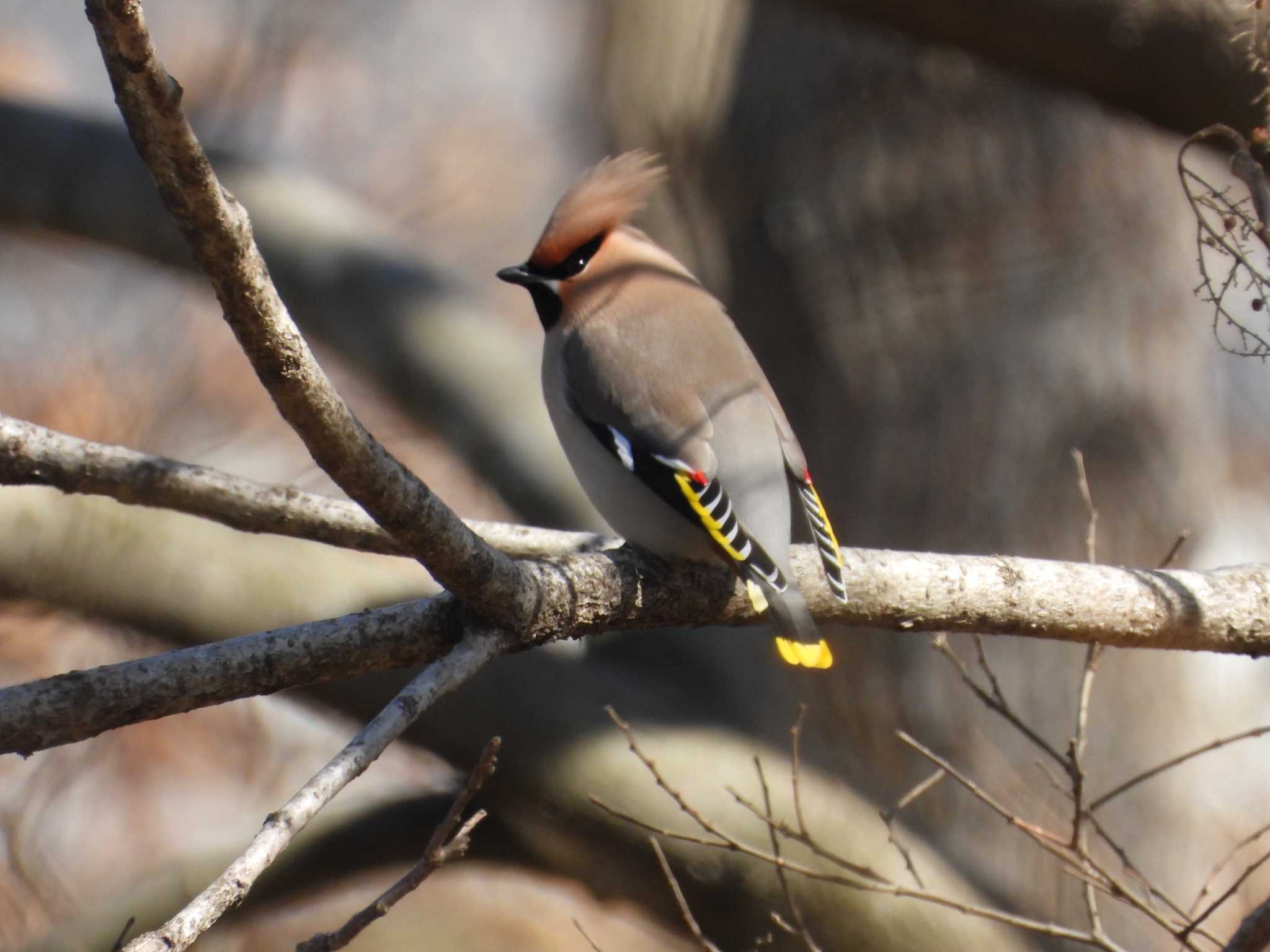 Photo of Bohemian Waxwing at Asaba Biotope by アカウント6488