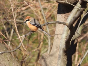 Bull-headed Shrike Asaba Biotope Sat, 3/2/2024