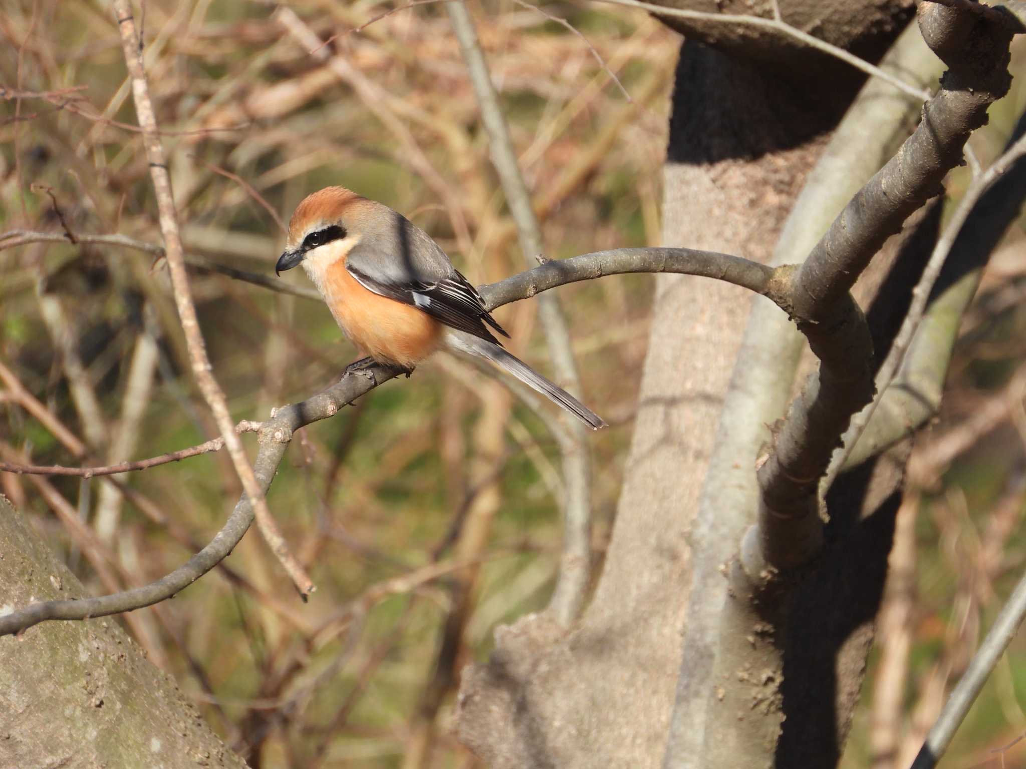 Photo of Bull-headed Shrike at Asaba Biotope by アカウント6488