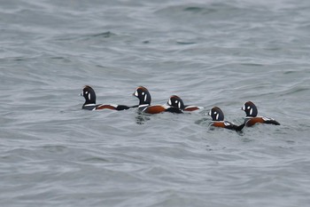 Harlequin Duck 平磯海岸 Sun, 12/2/2018