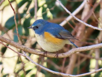 2024年3月2日(土) ロクハ公園(滋賀県草津市)の野鳥観察記録