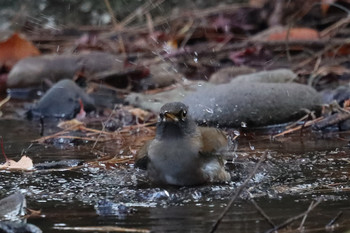 Pale Thrush 東京都多摩地域 Sat, 12/1/2018