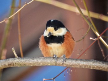 Varied Tit 赤城山 Mon, 2/12/2024