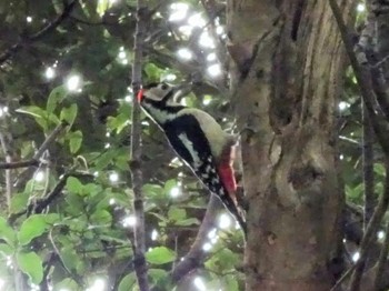 アカゲラ 葛西臨海公園 2023年10月25日(水)